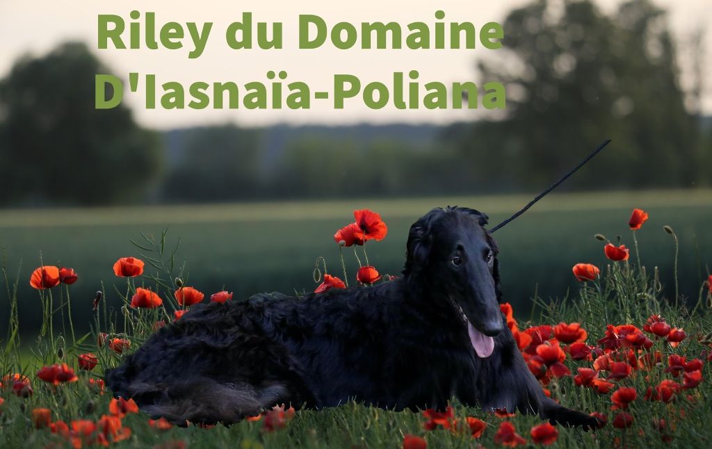 du Domaine d'Iasnaïa-Poliana - Riley !