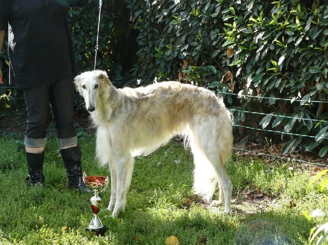 du Domaine d'Iasnaïa-Poliana - EXPOSITION CANINES DE PORT DES BARQUES "17"