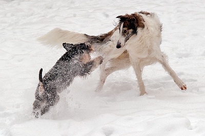 du Domaine d'Iasnaïa-Poliana - ENZO dit NOOA SOUS LA NEIGE !!!