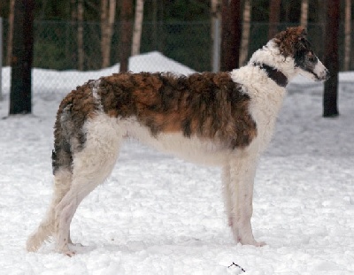 du Domaine d'Iasnaïa-Poliana - Un vrai chien de garde !!!