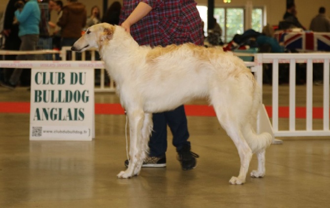 du Domaine d'Iasnaïa-Poliana - PARIS DOG SHOWS 08:01:2016 CACS