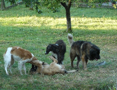 du Domaine d'Iasnaïa-Poliana - La chasse aux loups !!!