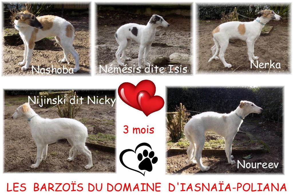 du Domaine d'Iasnaïa-Poliana - 4 Chiots Disponibles