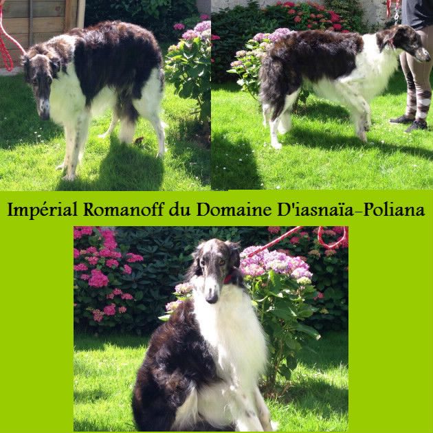 du Domaine d'Iasnaïa-Poliana - impérial Romanoff 