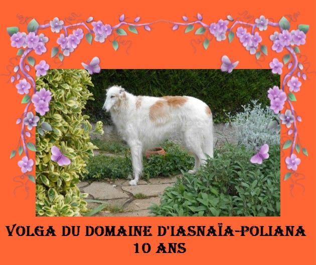 du Domaine d'Iasnaïa-Poliana - Volga ! 10 ans