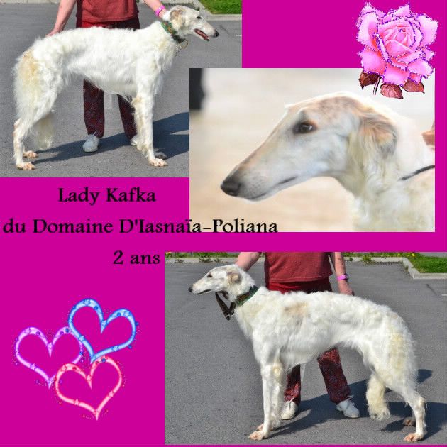 du Domaine d'Iasnaïa-Poliana - Lady Kafka du Domaine D'Iasnaïa-Poliana