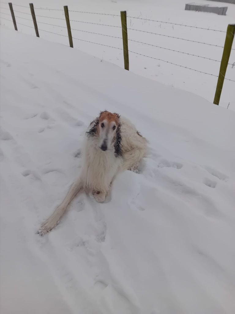 du Domaine d'Iasnaïa-Poliana - il neige en Belgique !