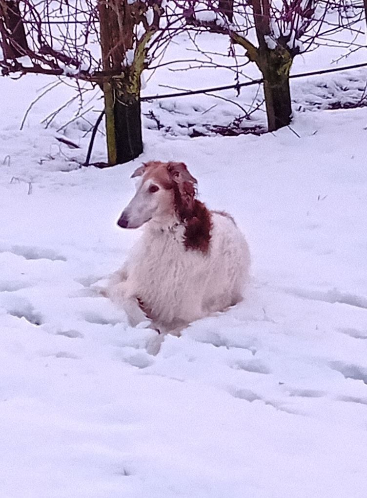 du Domaine d'Iasnaïa-Poliana - il neige !