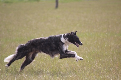 du Domaine d'Iasnaïa-Poliana - Championnat de France de Coursing 2013