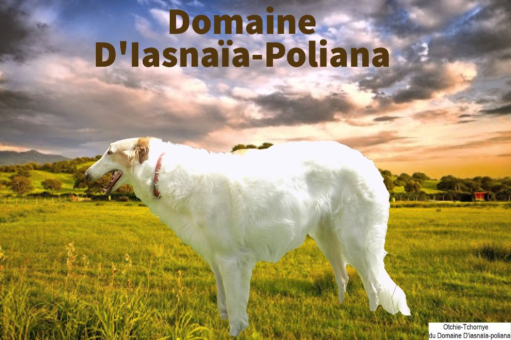 du Domaine d'Iasnaïa-Poliana - portée 2021 !