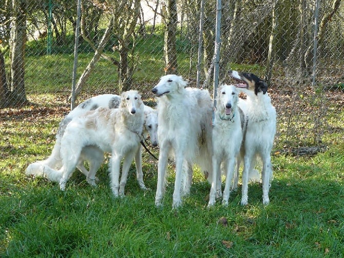 du Domaine d'Iasnaïa-Poliana - entrainement coursing !