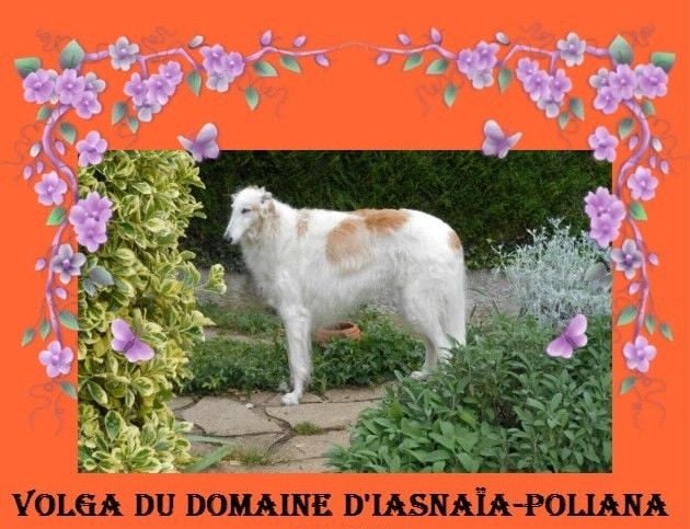 du Domaine d'Iasnaïa-Poliana - 11 ans