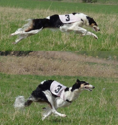 du Domaine d'Iasnaïa-Poliana - Championnat d'Europe de Coursing 2013