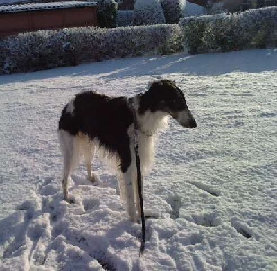 du Domaine d'Iasnaïa-Poliana - Il neige !