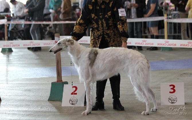 du Domaine d'Iasnaïa-Poliana - CACS de Metz 1er Novembre 2014