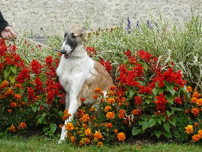 du Domaine d'Iasnaïa-Poliana - Epona en vacance à Valençay