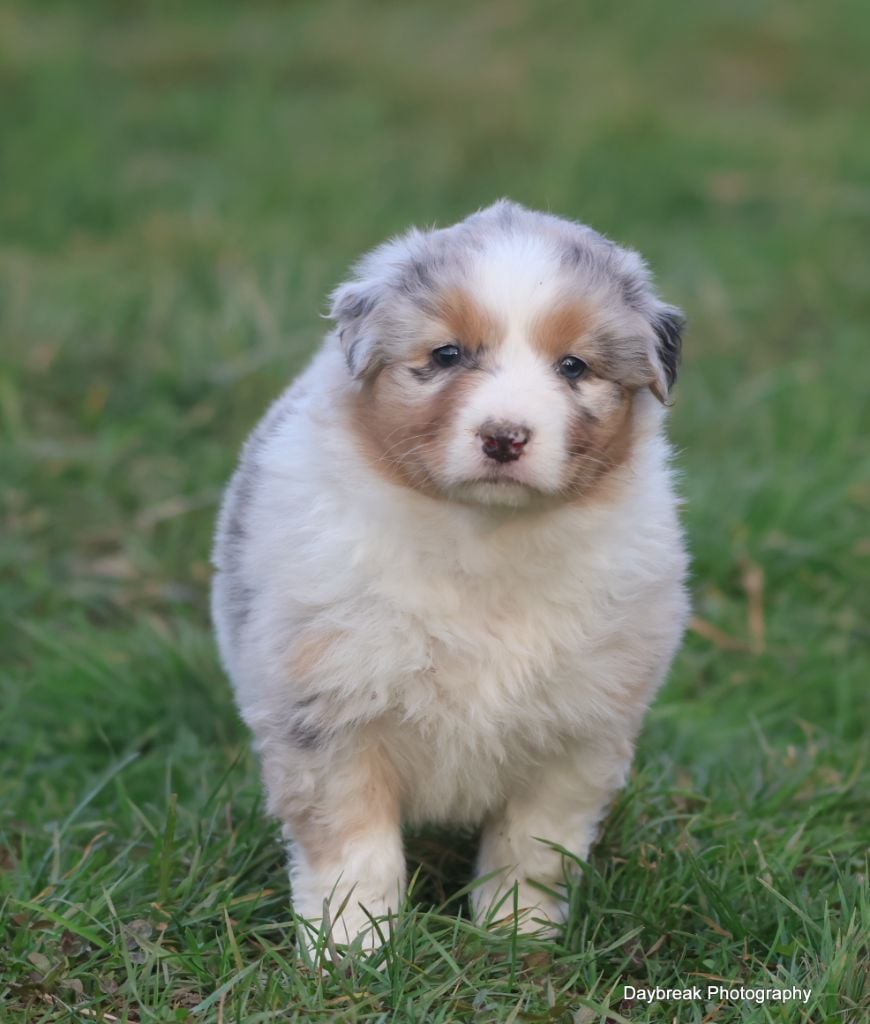 des Rivages du Lemboulas - Chiots disponibles - Berger Australien