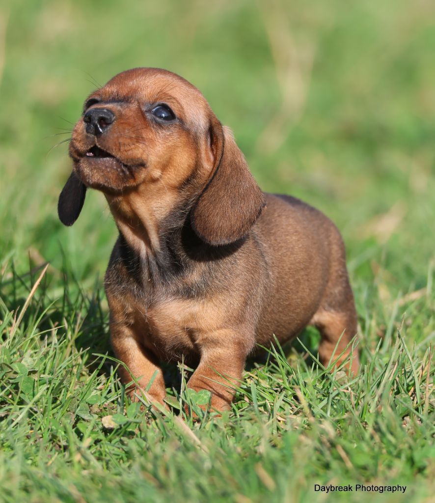 des Rivages du Lemboulas - Chiots disponibles - Teckel poil ras