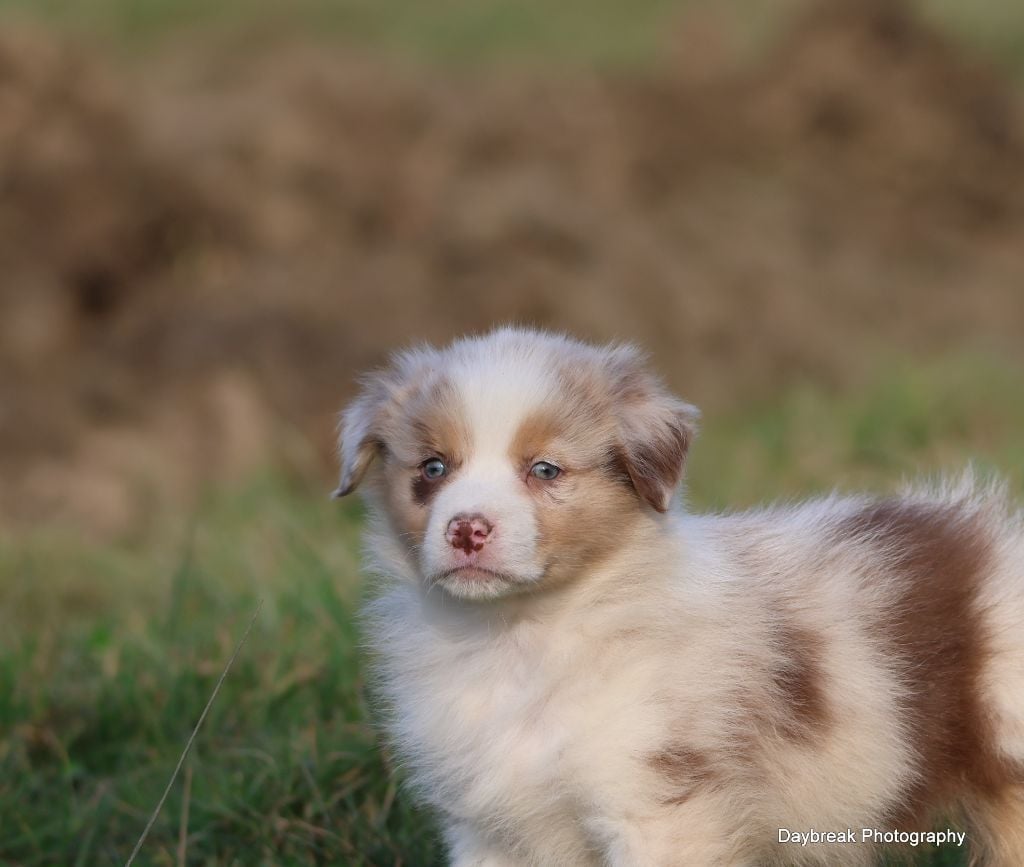 des Rivages du Lemboulas - Chiots disponibles - Berger Australien