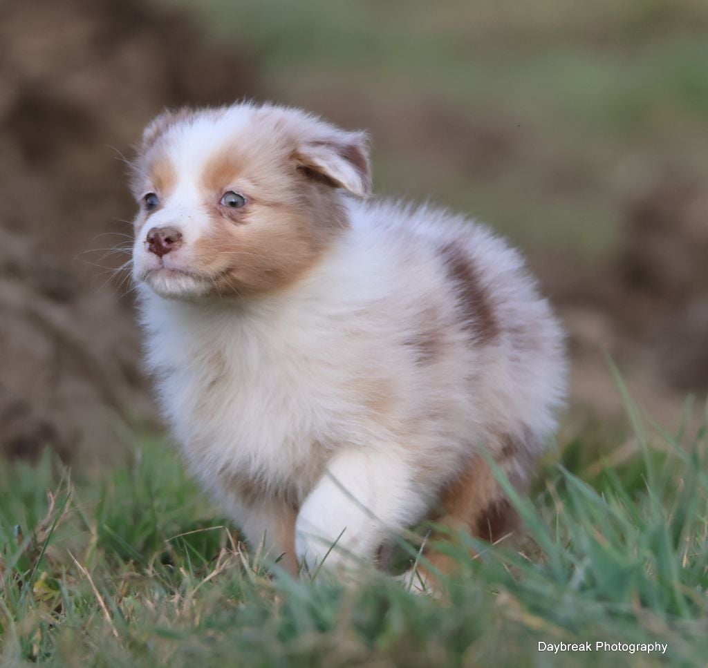 des Rivages du Lemboulas - Chiots disponibles - Berger Australien