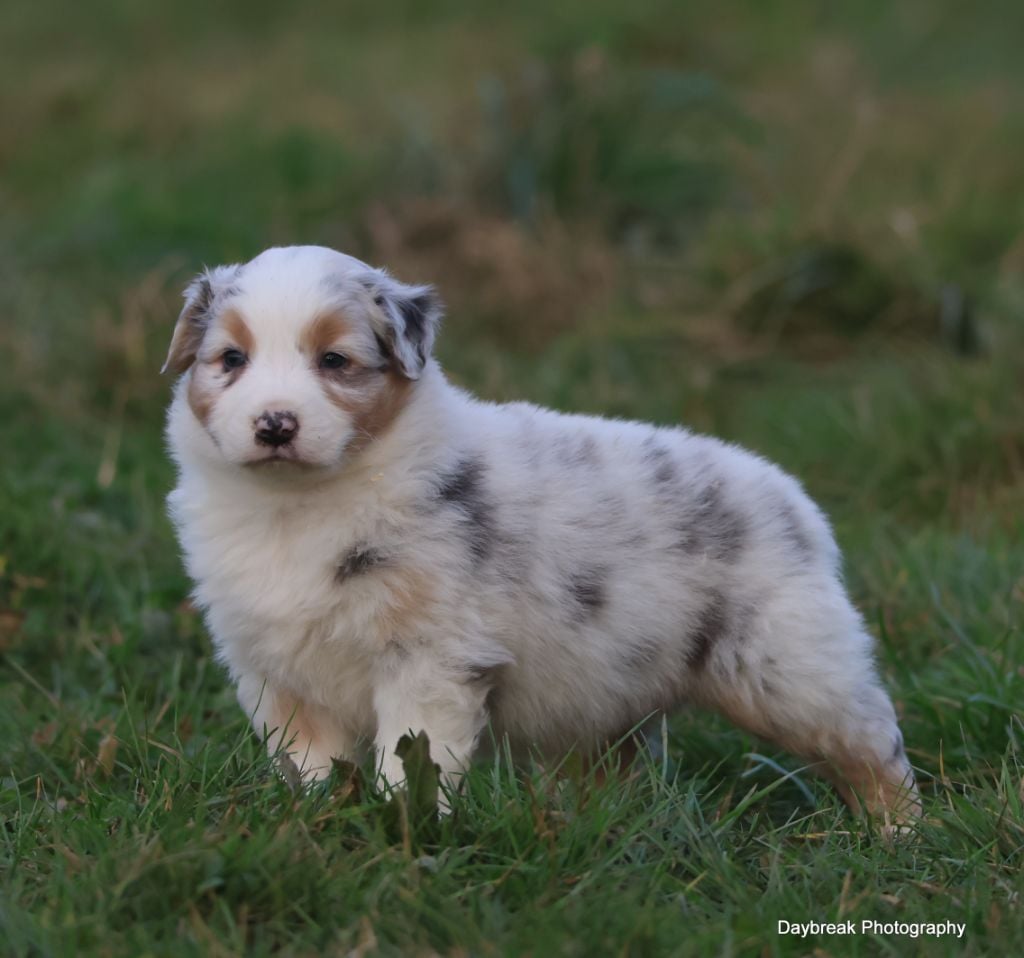 des Rivages du Lemboulas - Chiots disponibles - Berger Australien