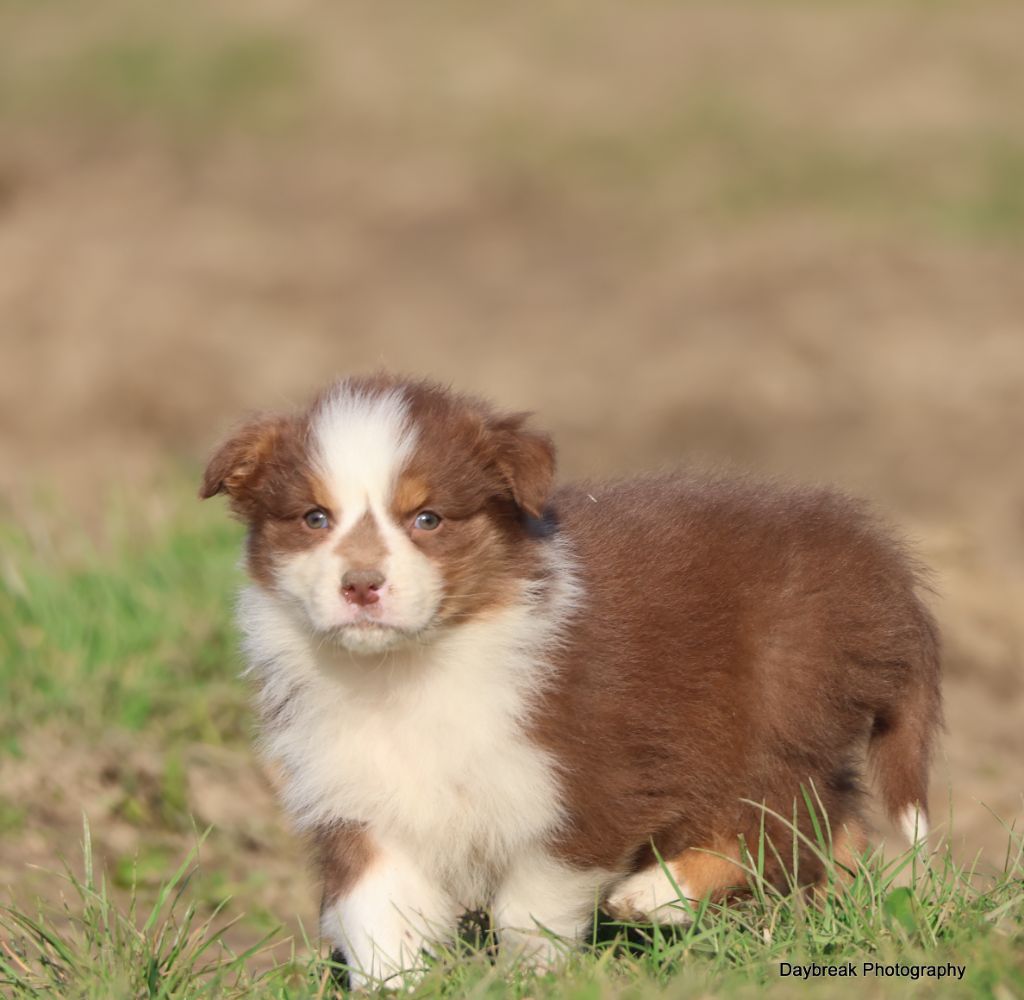 des Rivages du Lemboulas - Chiots disponibles - Berger Australien