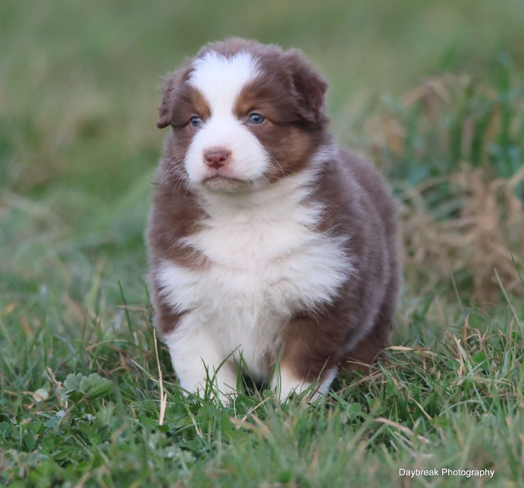 des Rivages du Lemboulas - Chiots disponibles - Berger Australien