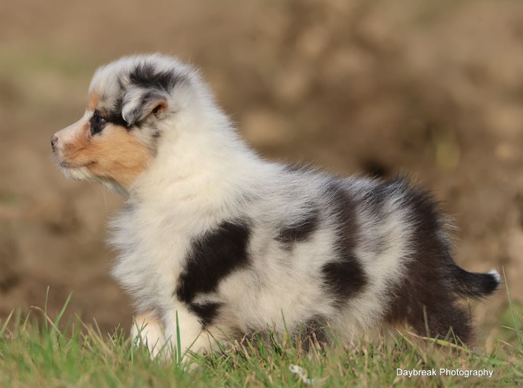 des Rivages du Lemboulas - Chiots disponibles - Berger Australien