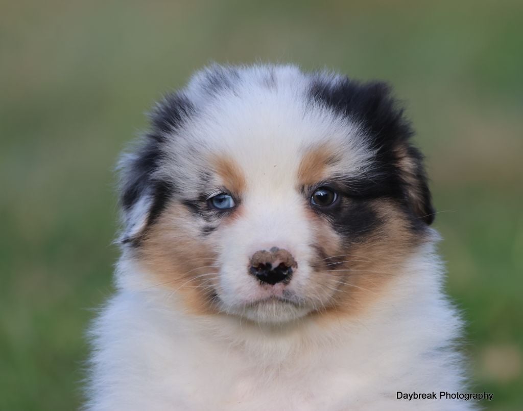 Chiot Berger Australien des Rivages du Lemboulas