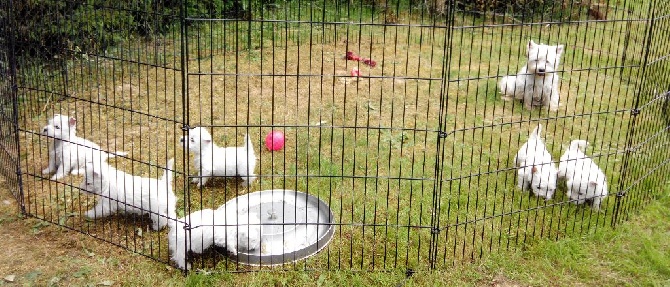 Mac Khalahann's - Bébés Westies femelles à réserver