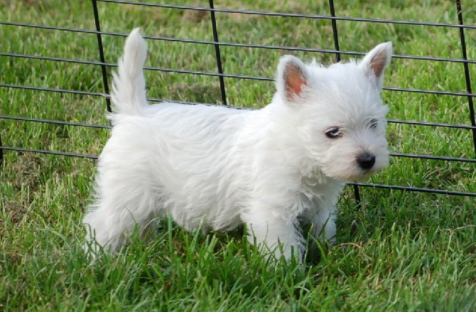 Mac Khalahann's - Bébés Westies