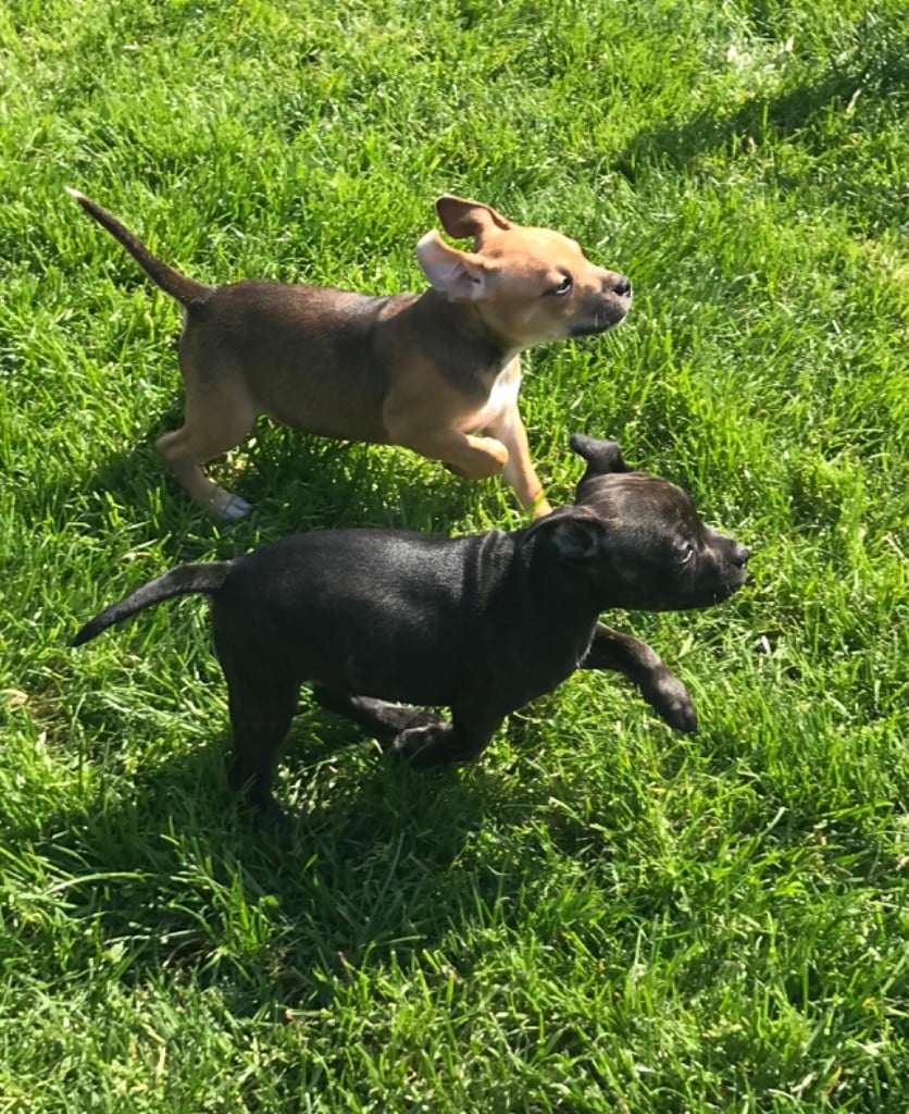 Chiots Staffie LOF