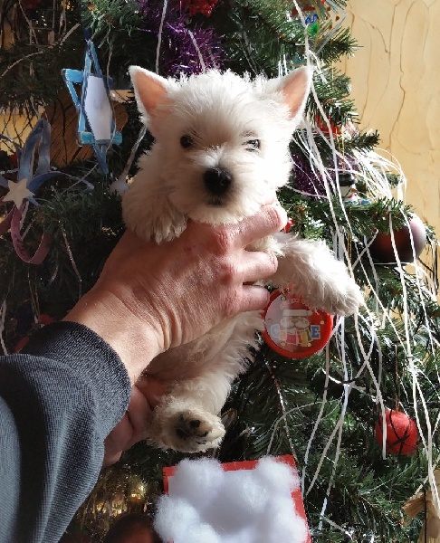 Mac Khalahann's - West Highland White Terrier - Portée née le 18/11/2015