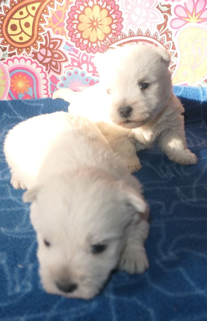 De la paix retrouvee - Chiots disponibles - West Highland White Terrier