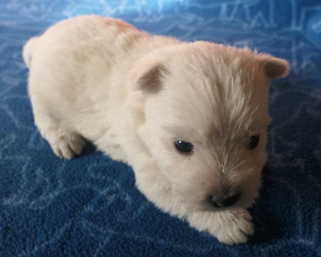 De la paix retrouvee - Chiots disponibles - West Highland White Terrier