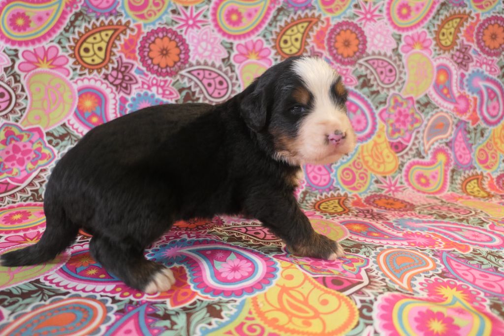 De la paix retrouvee - Chiots disponibles - Bouvier Bernois