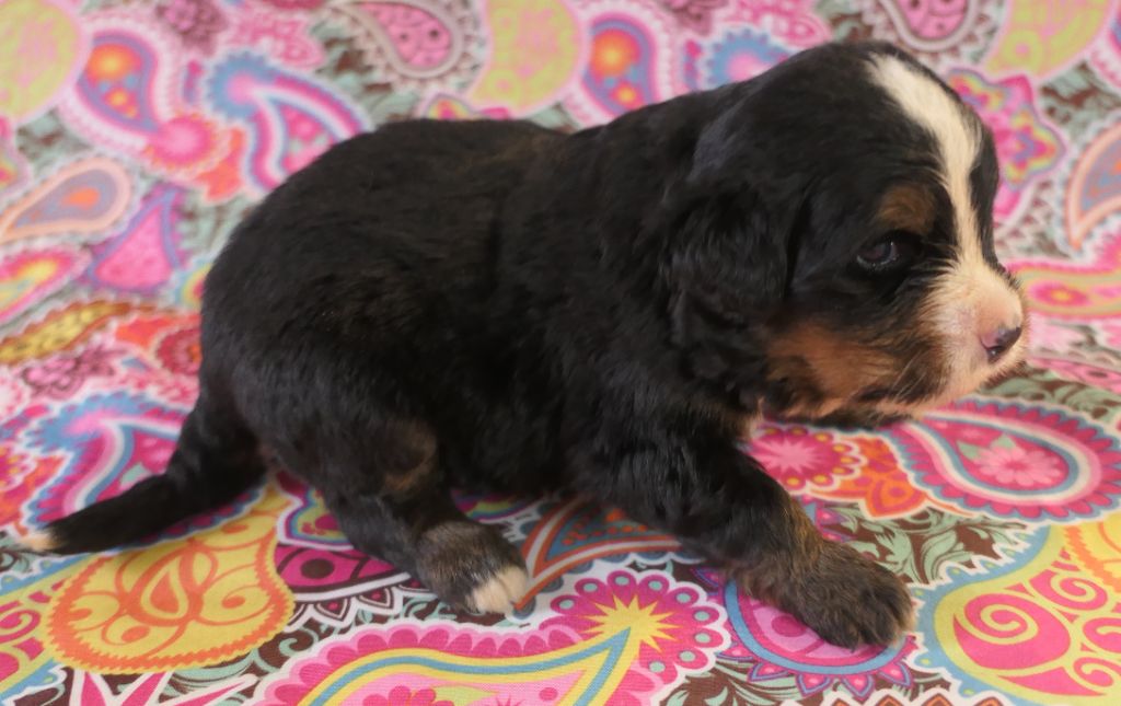 De la paix retrouvee - Chiots disponibles - Bouvier Bernois