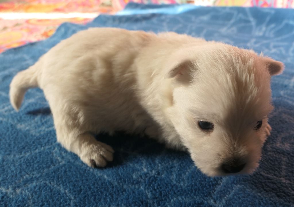 De la paix retrouvee - Chiots disponibles - West Highland White Terrier