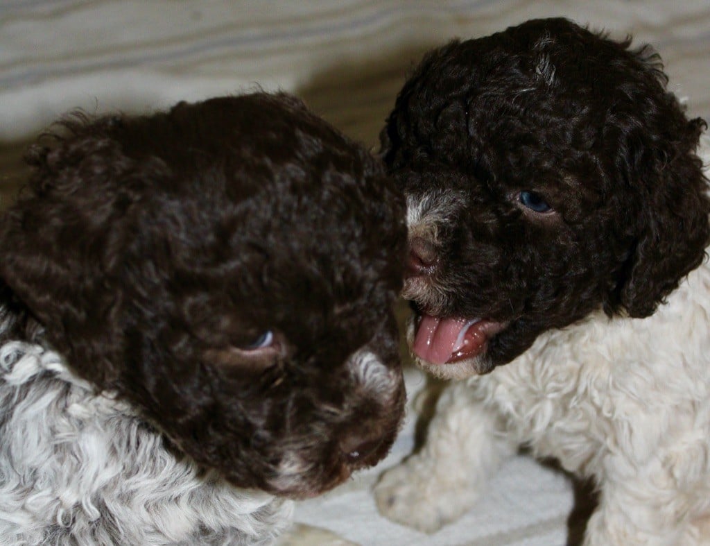 Chiot Lagotto Romagnolo De la paix retrouvee