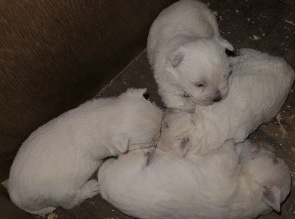 Chiot West Highland White Terrier De la paix retrouvee