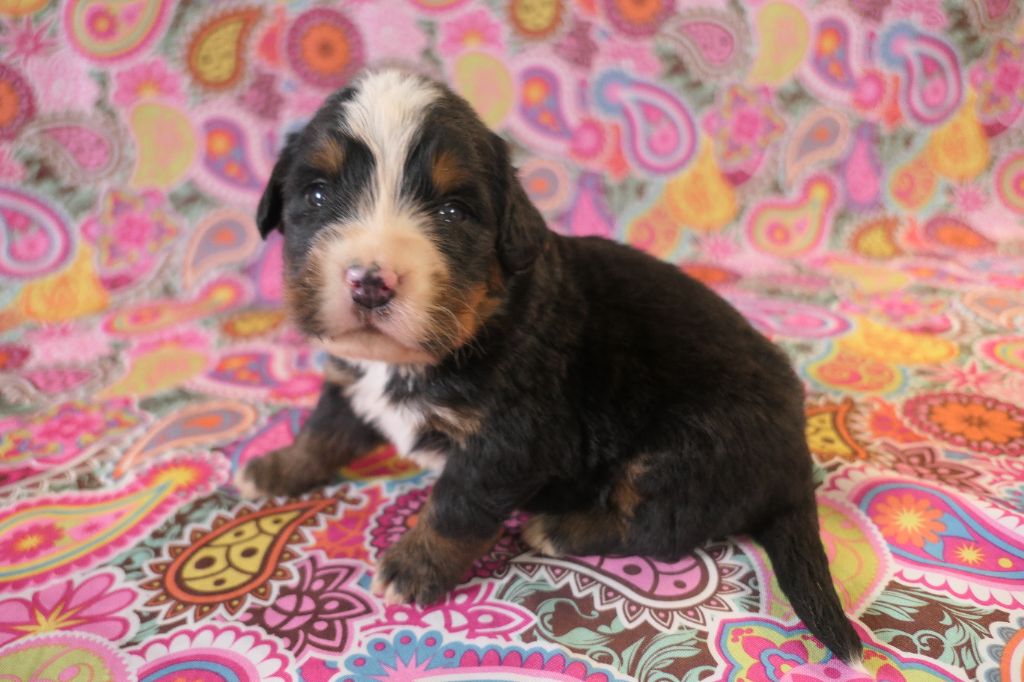 De la paix retrouvee - Chiots disponibles - Bouvier Bernois