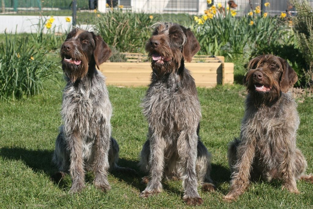 de la Vallée de Senlis - Lilly et  ses filles