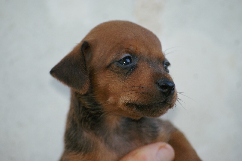 du clos des Griffithis - Pinscher nain - Portée née le 25/04/2013