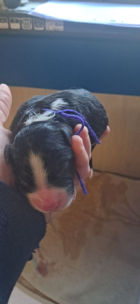 du château de la Nougatine - Chiots disponibles - Berger Australien