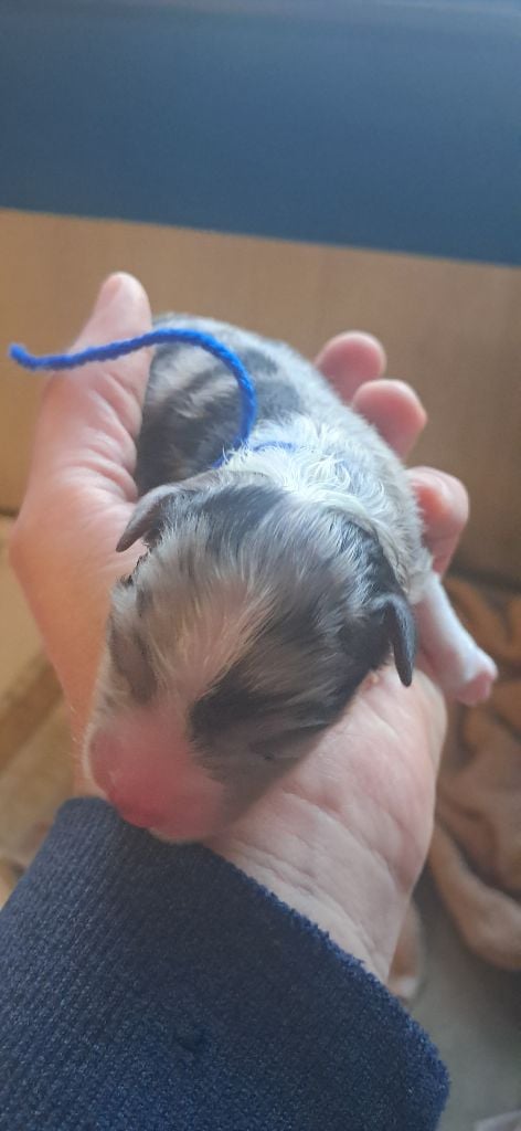 du château de la Nougatine - Chiots disponibles - Berger Australien