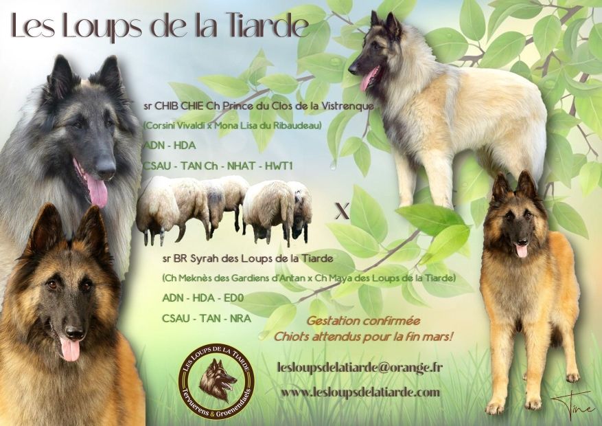 des Loups de la Tiarde - GESTATION CONFIRMEE DES BEBES TERVUERENS POUR LE PRINTEMPS ?