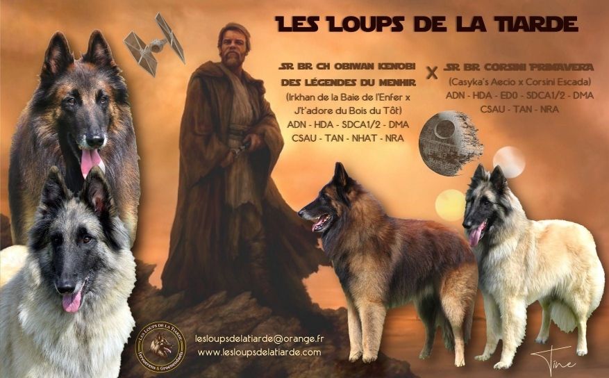 des Loups de la Tiarde - DEUXIEME ALLIANCE TERVUEREN 12/02/2025