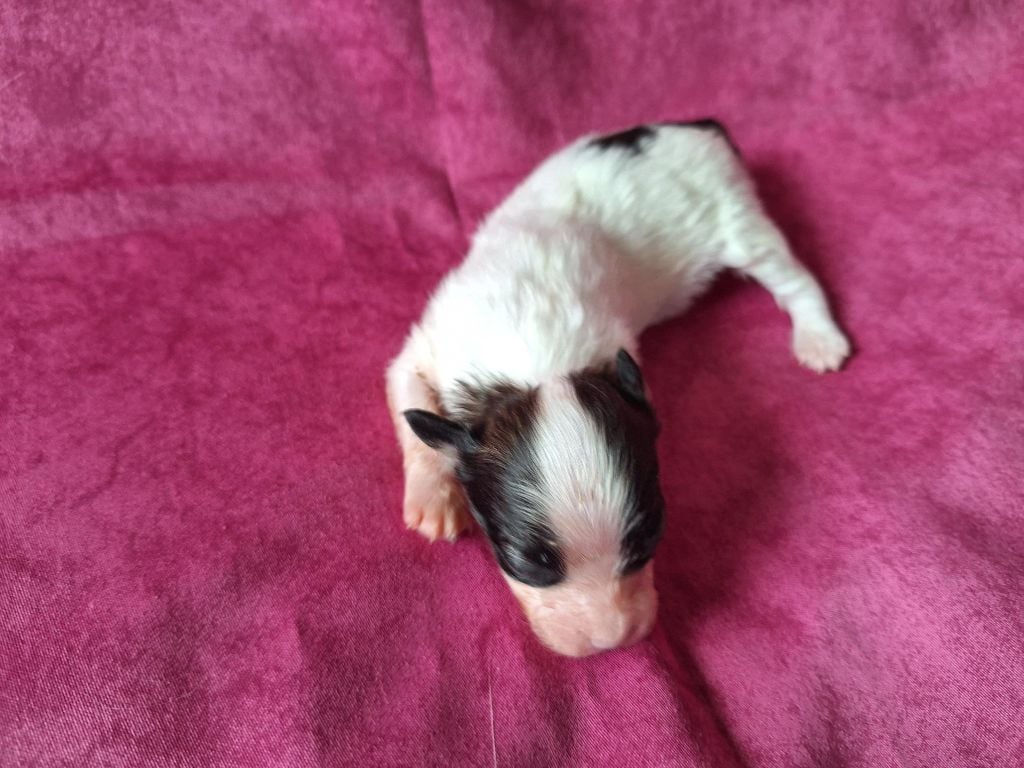 de la Roche des Oratrix - Chiots disponibles - Epagneul nain Continental (Papillon)