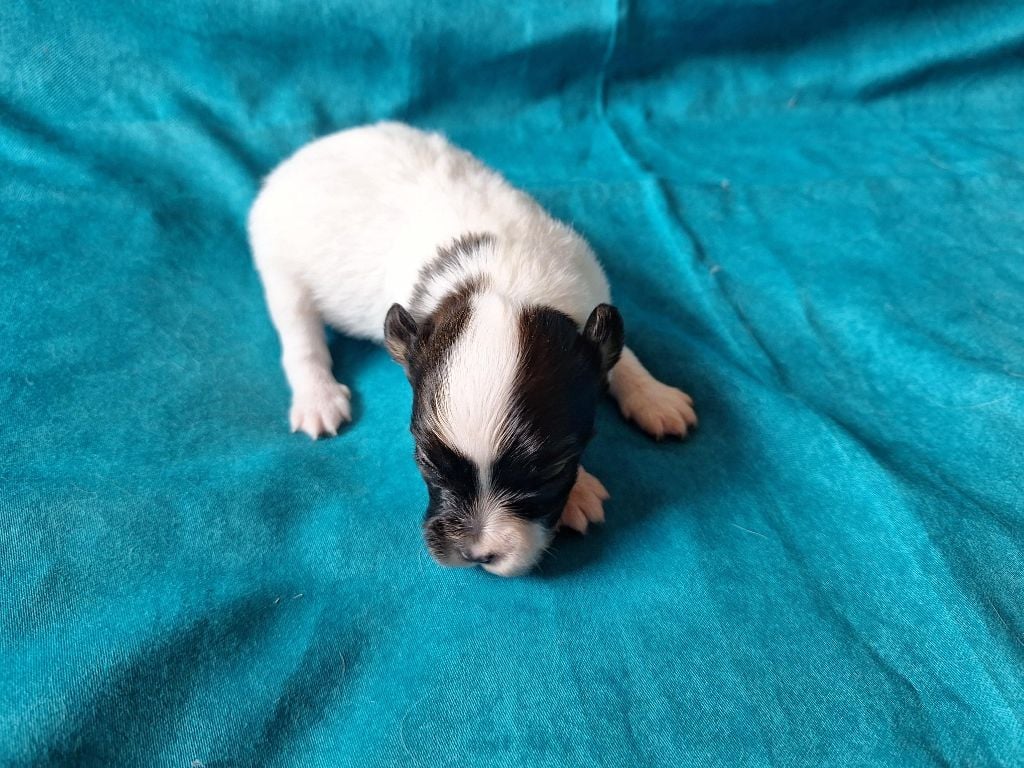 de la Roche des Oratrix - Chiots disponibles - Epagneul nain Continental (Papillon)