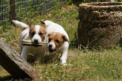 des Apollons de Garras - Rubrique 'Chiots' 